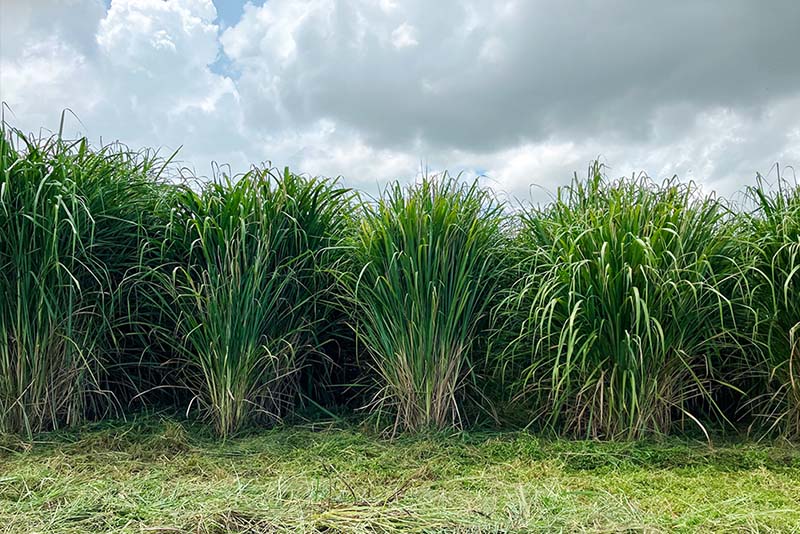 画像：エリアンサス