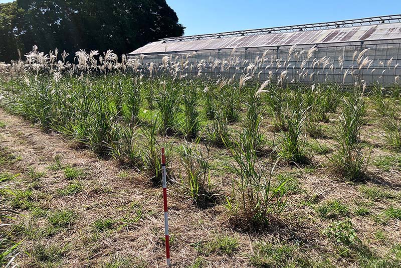 画像：ミスカンサス